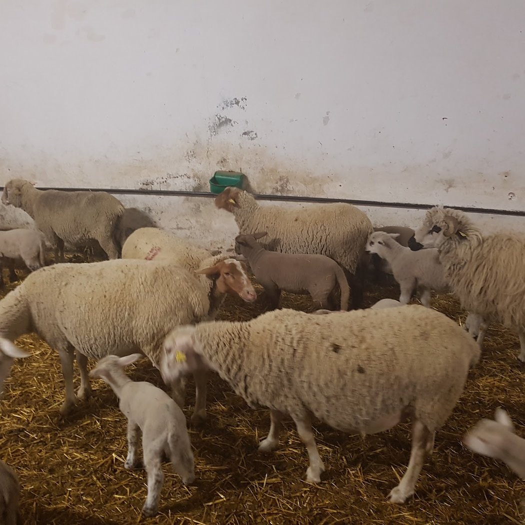 La Maison des Bêtes à Laine 3