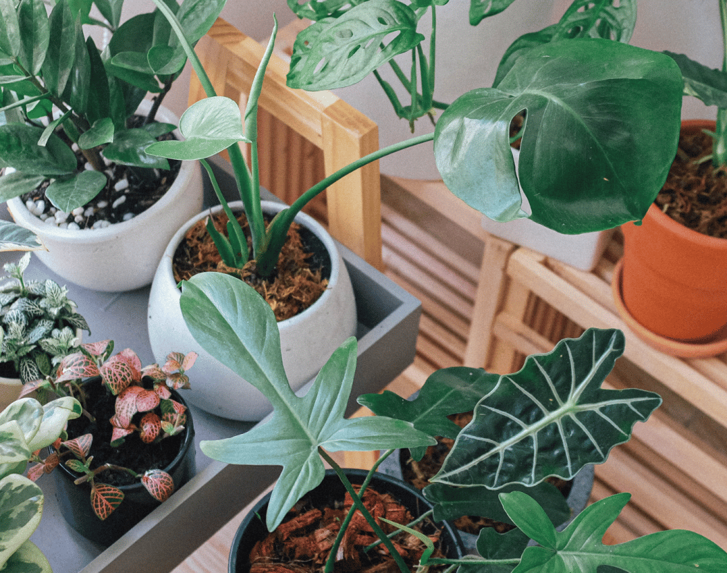 Plantebanko 2
