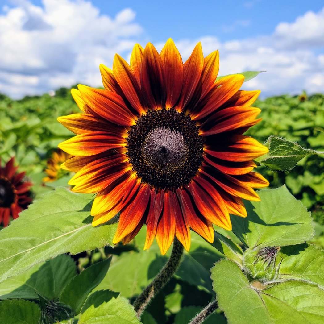 Sunflower Extravaganza Festival 1