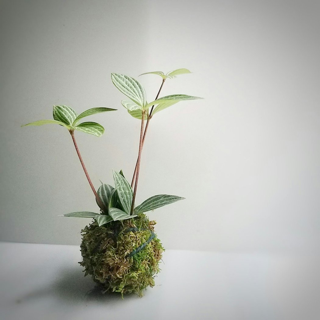 Kokedama : Learn to make your own Japanese Floating Garden