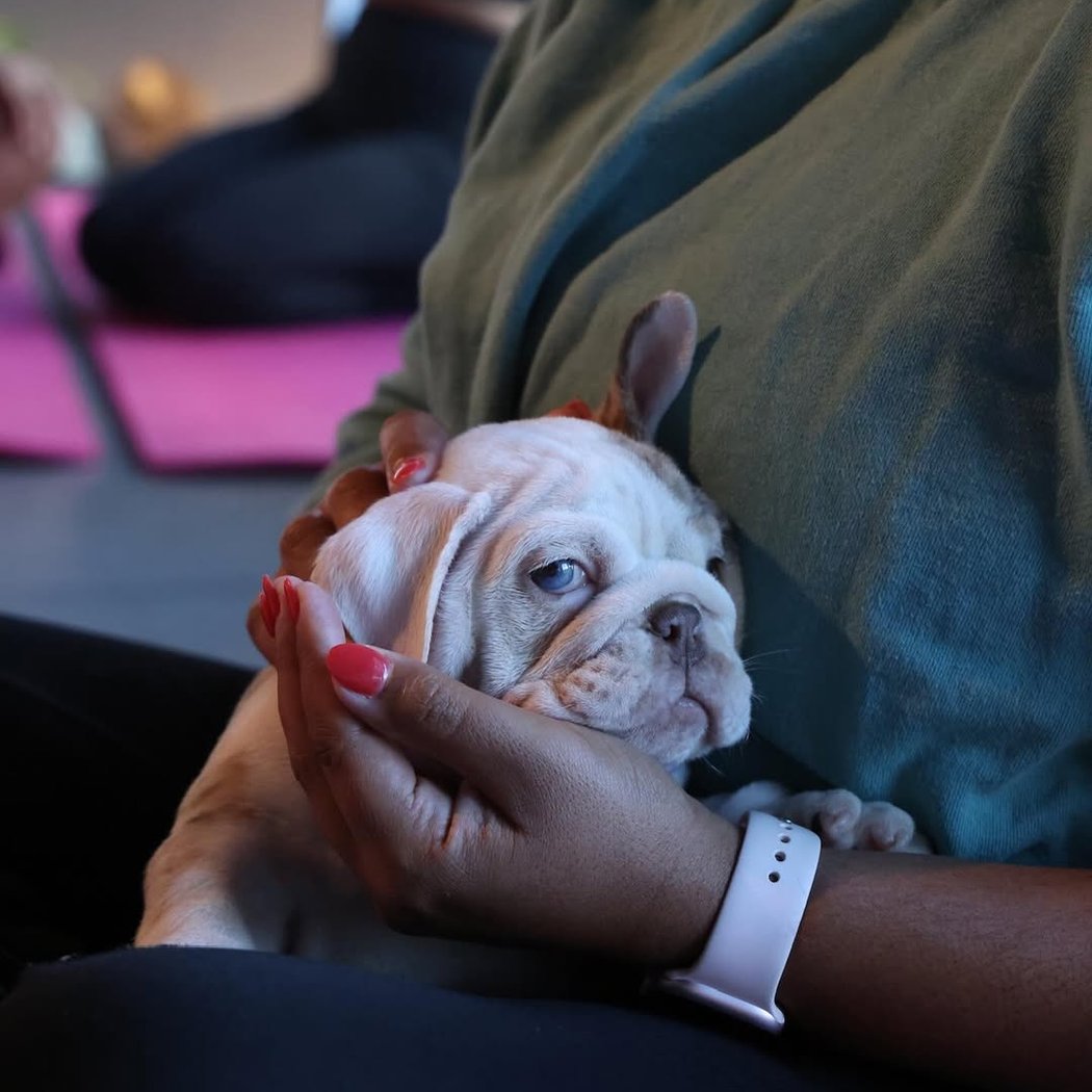 Old English Bulldog Puppy Yoga 2