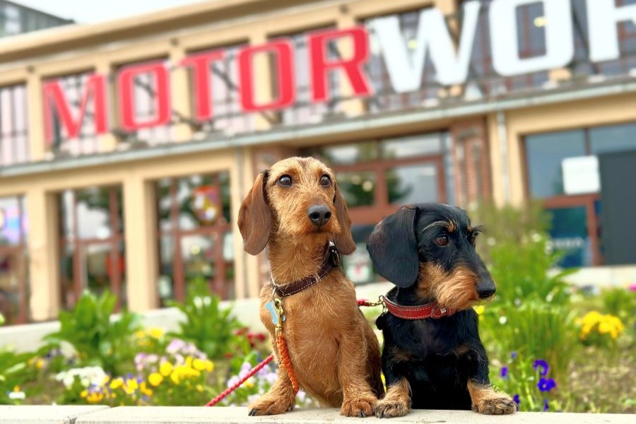 DogWorld® – Dog Lifestyle Fair & Experience Event