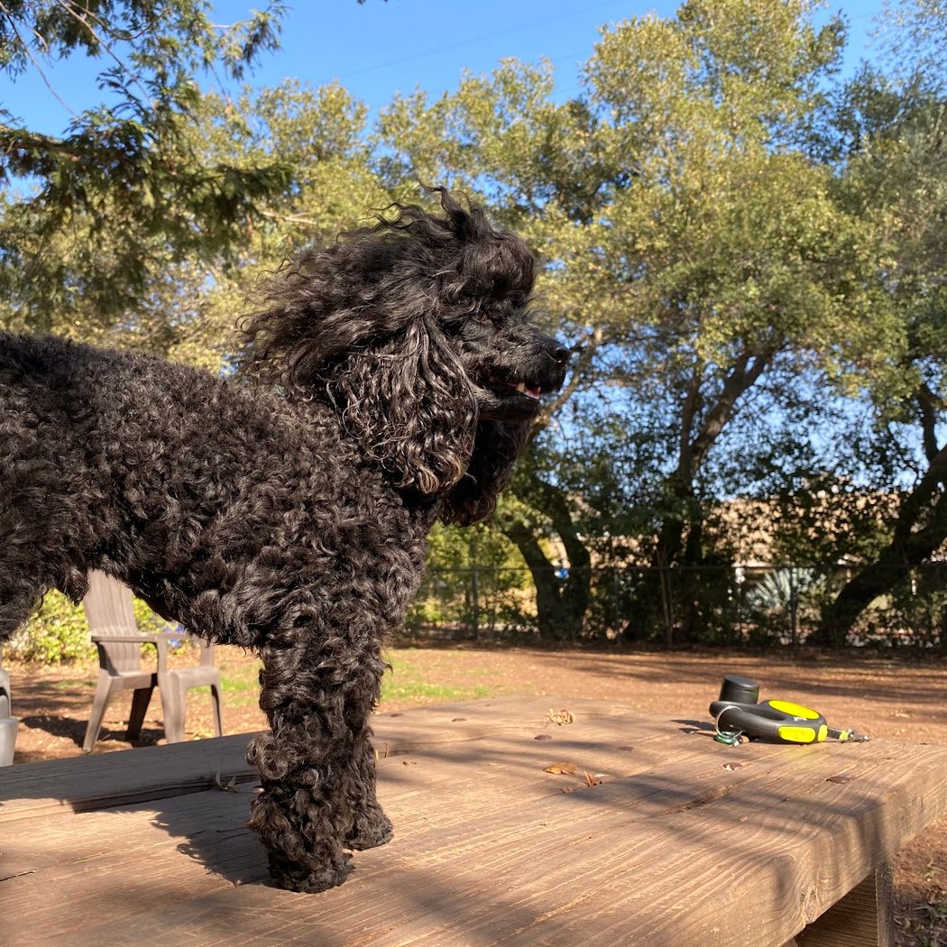 Ernest Holman Memorial Dog Park 2