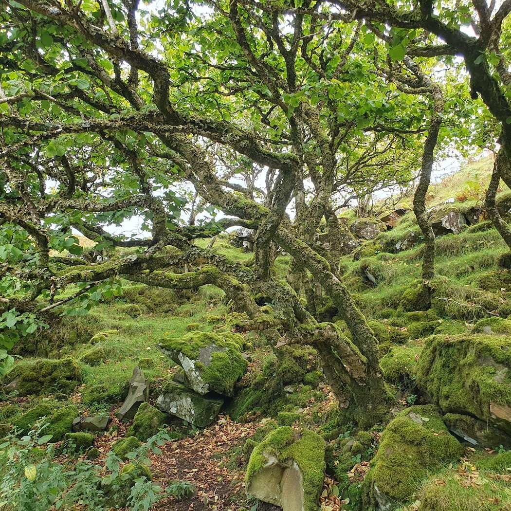 The Fairy Glen 3