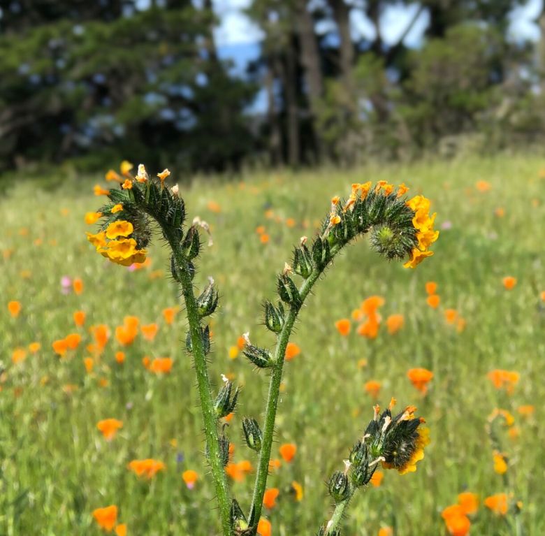 Tilden Nature Area 1