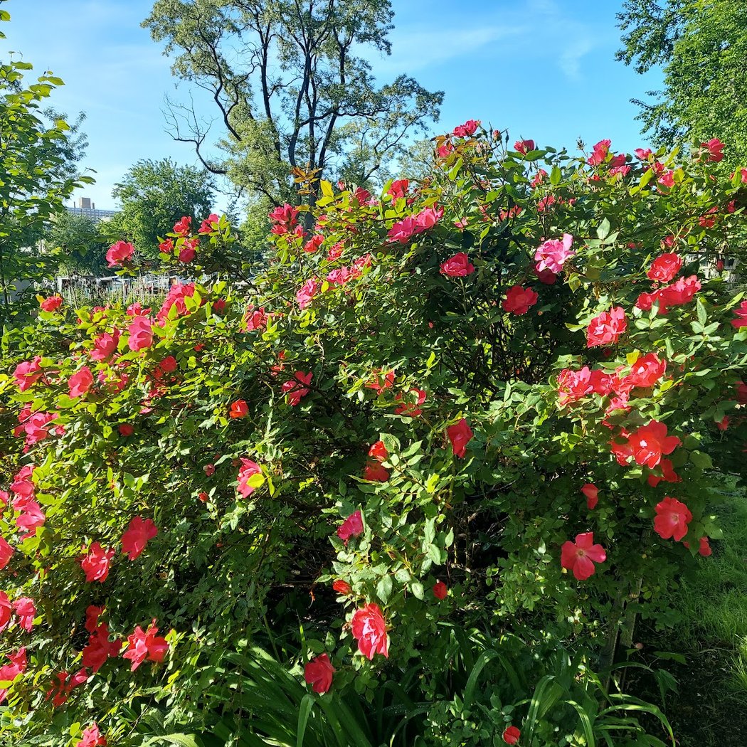 Evergreen Community Garden 3