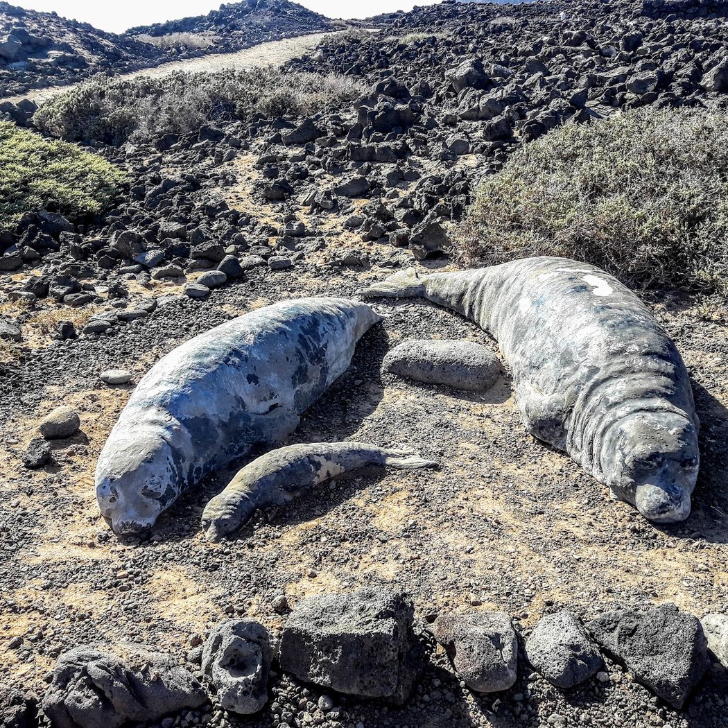 Lobos Island 2