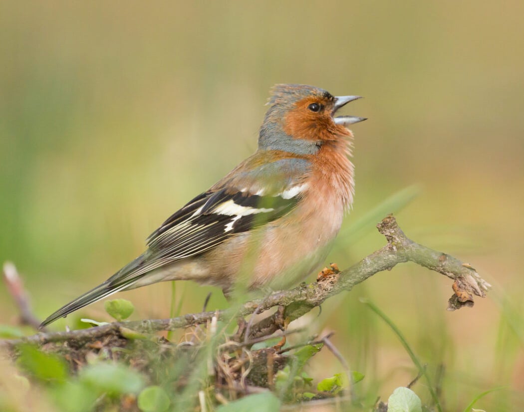 Observation des oiseaux et écoute des chants 1
