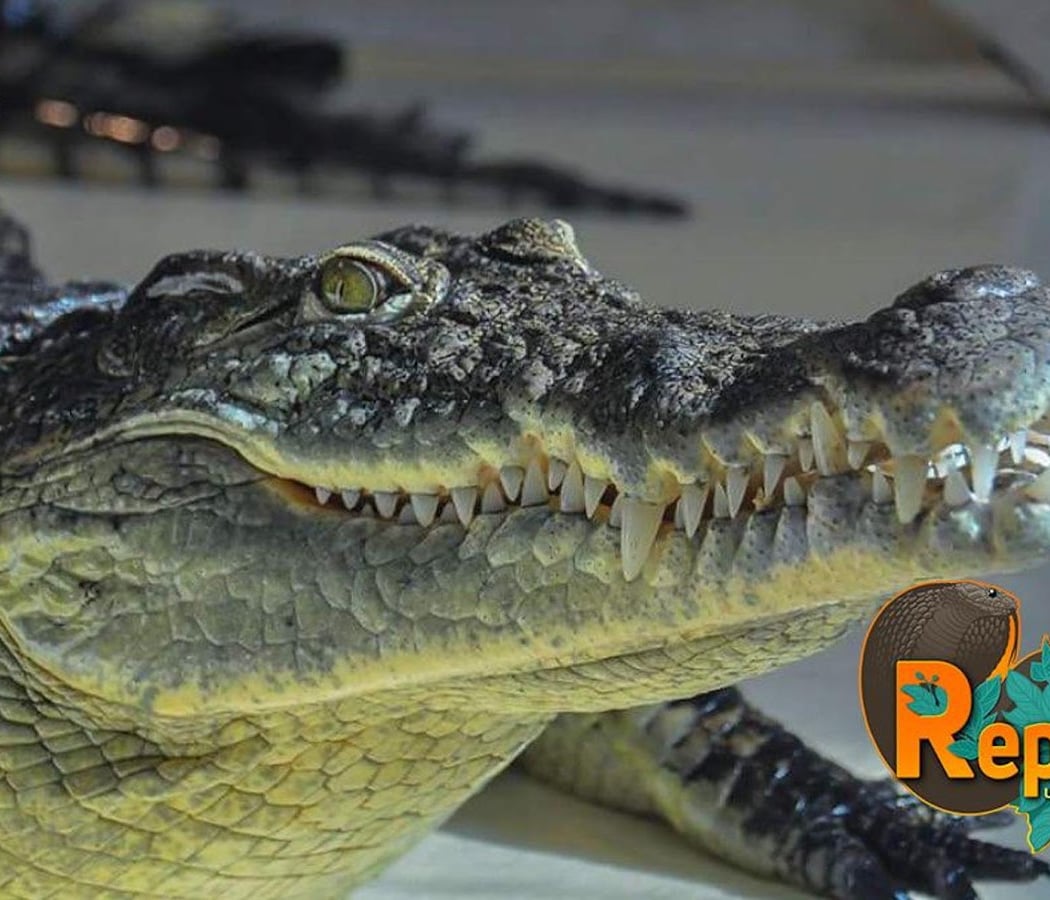 Reptiland 1
