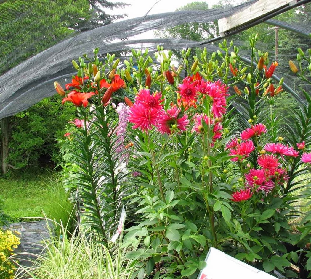 Techmer Nursery & Garden Center 2
