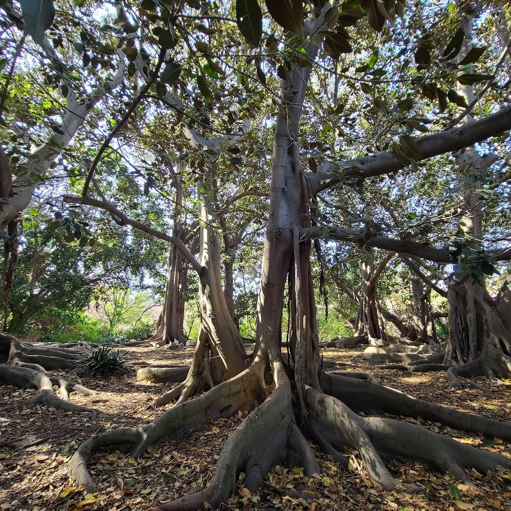South Coast Botanic Garden 3