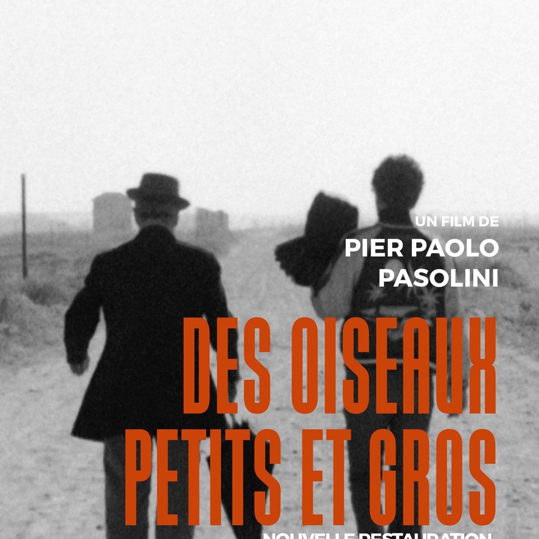 DES OISEAUX PETITS ET GROS 1