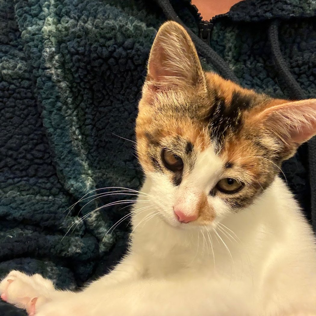 Berkeley Humane 4