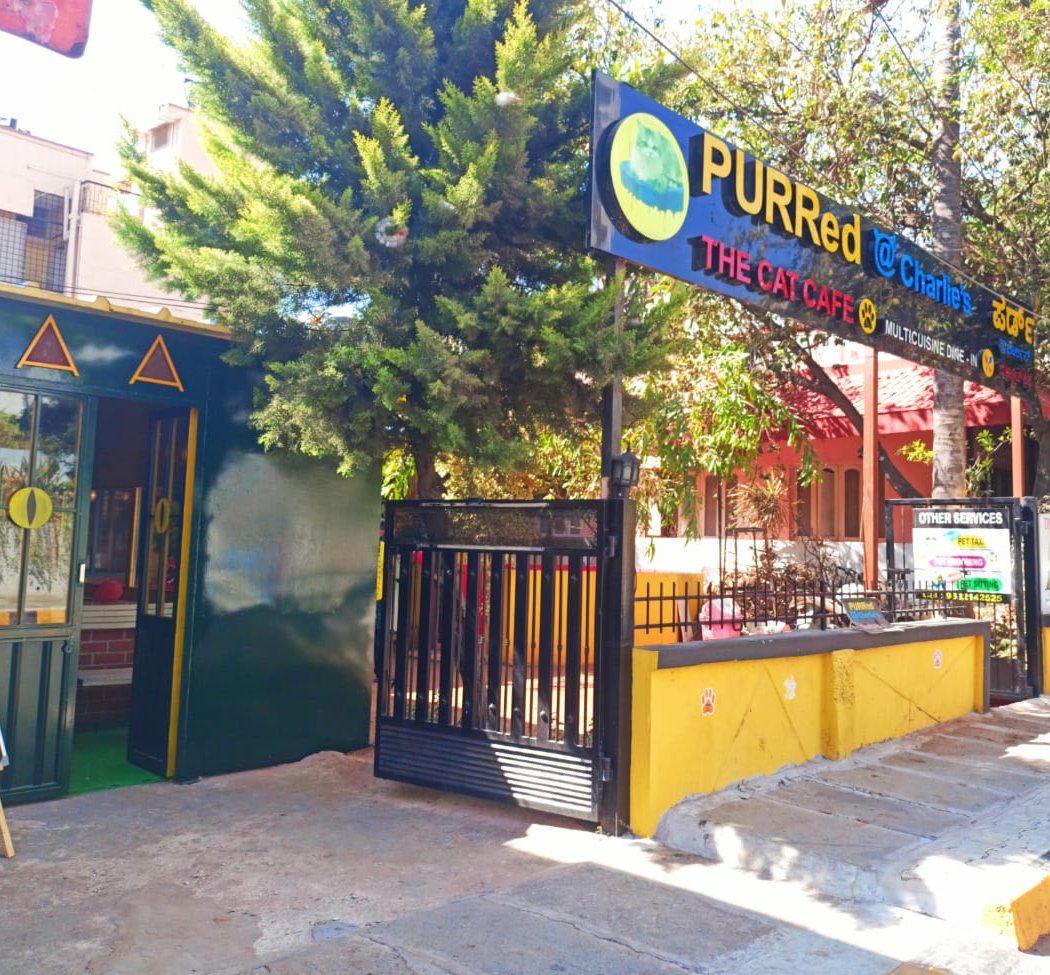 PURRed @Charlie's - The CAT Cafe J P Nagar 2