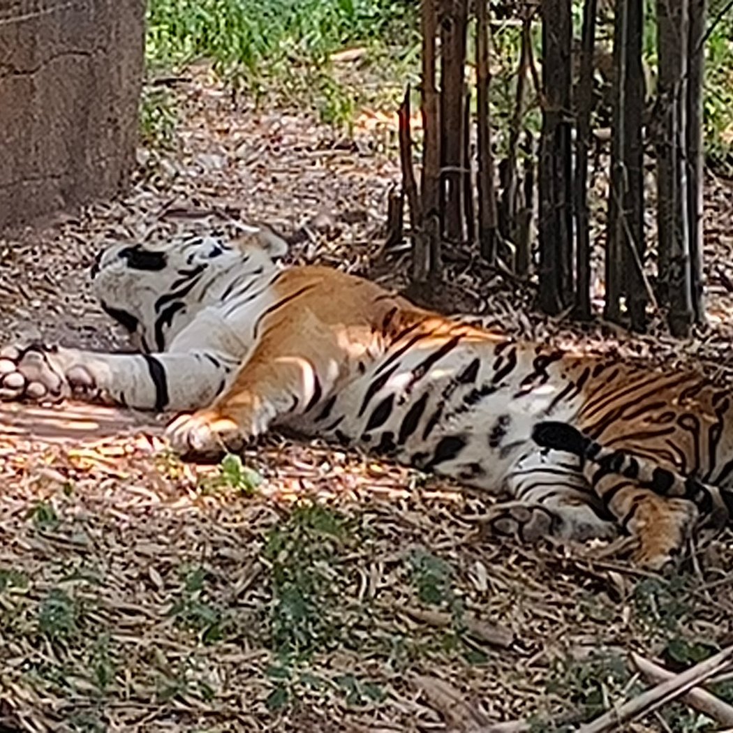 Bannerghatta National Park 2