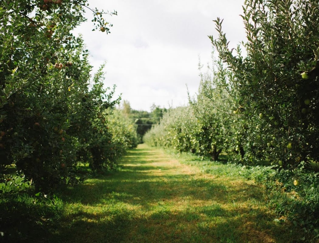 Wheeler's Orchard 1