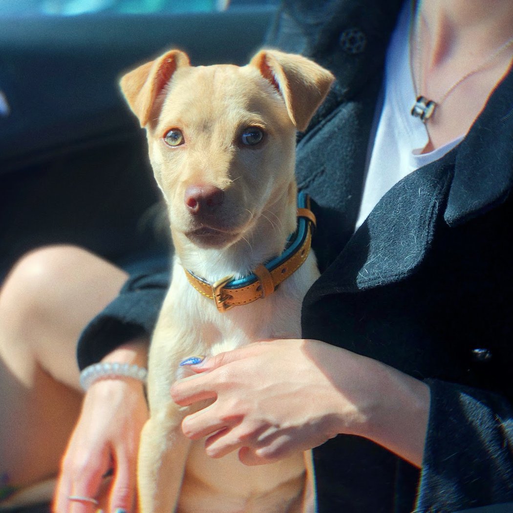 East Bay SPCA, Dublin 1