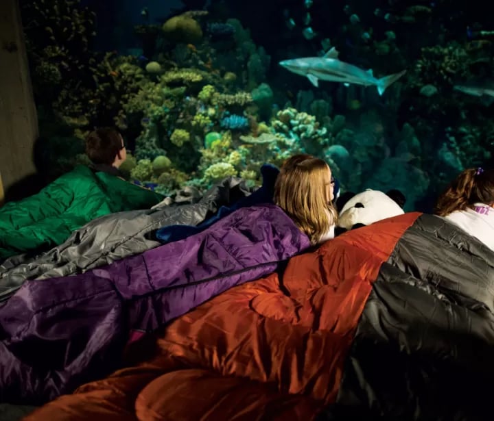 Aquarium Sleepover 1