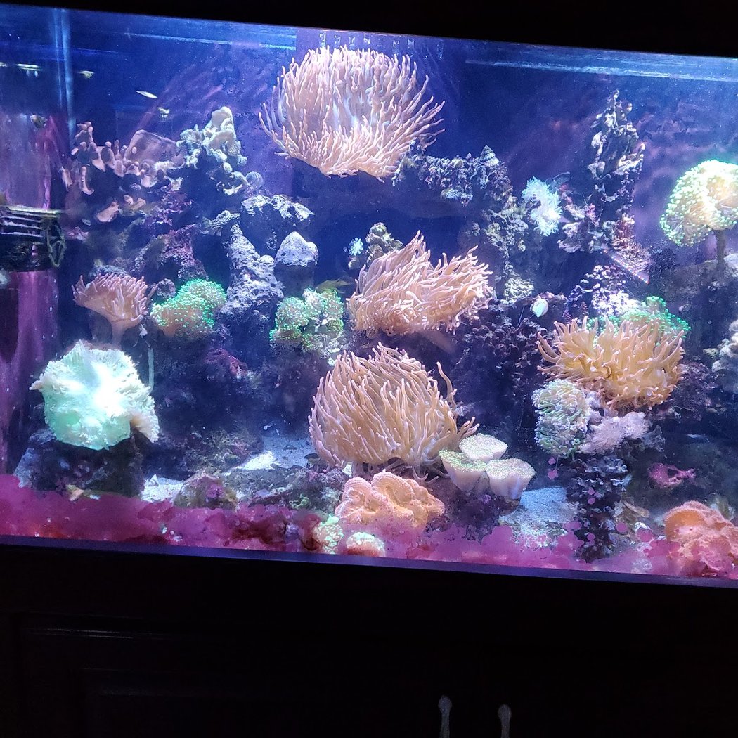 Fish Den Inc. 1