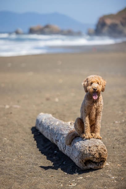 Throgs Neck Dog Park 1