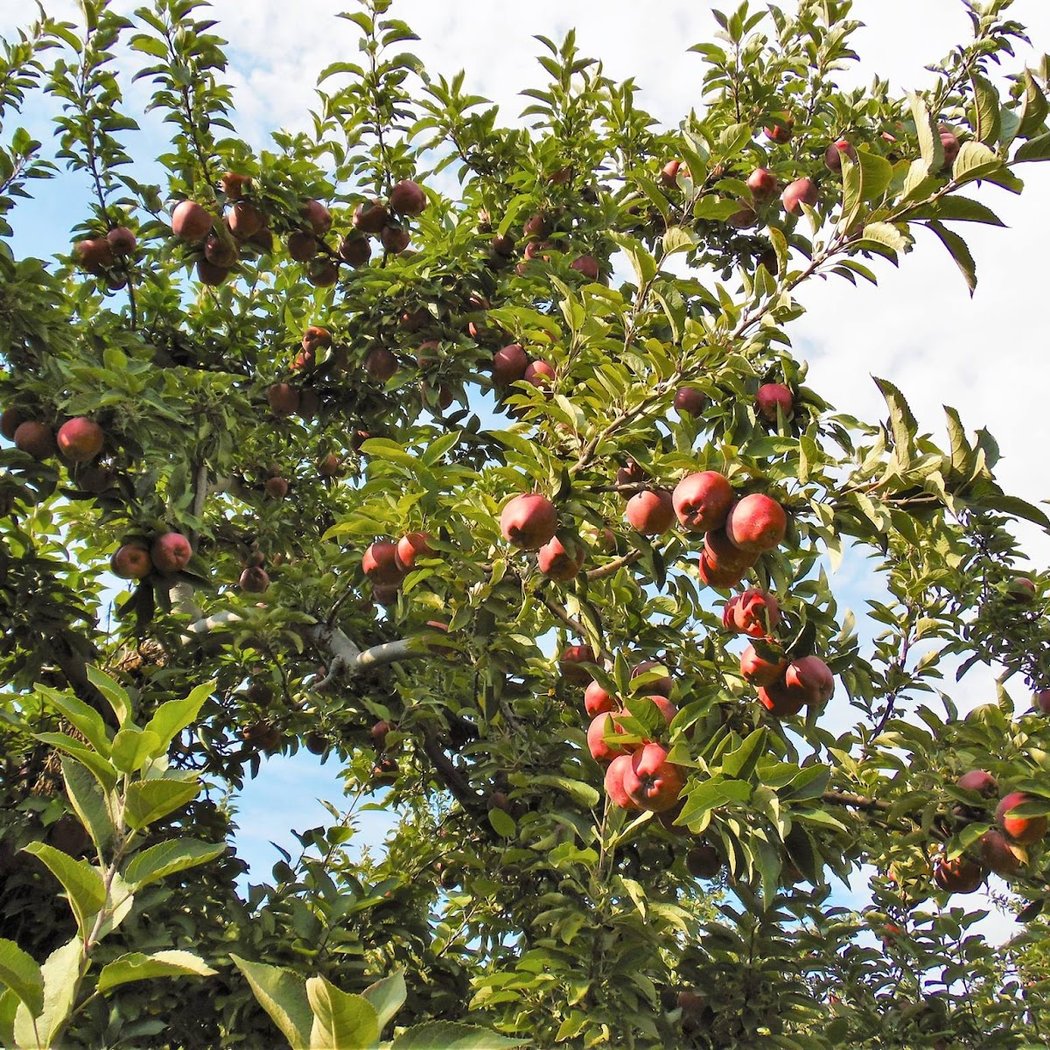 Apple Hill Farm 3