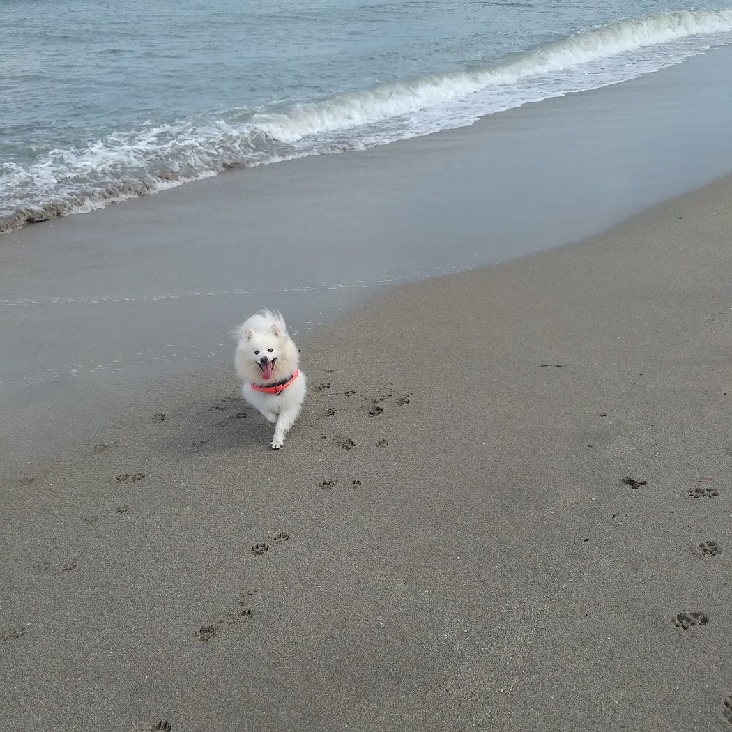 Bark Beach at Spanish River Park 1