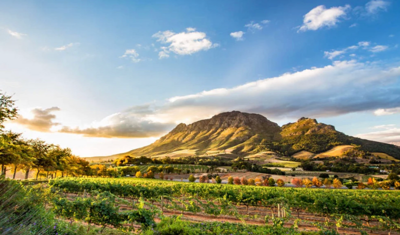 South African Wines with Amy Atwood 1