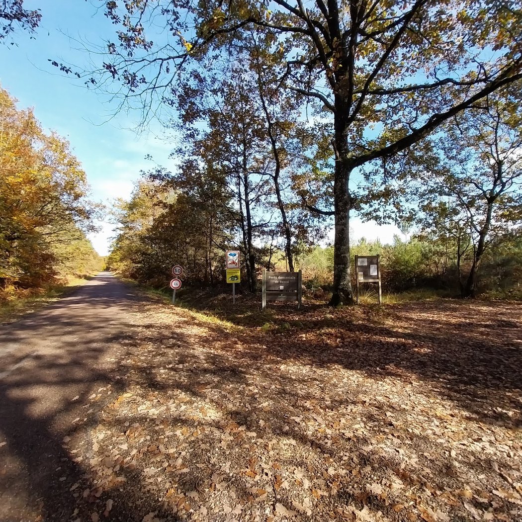 Forêt Domaniale de Bercé 2