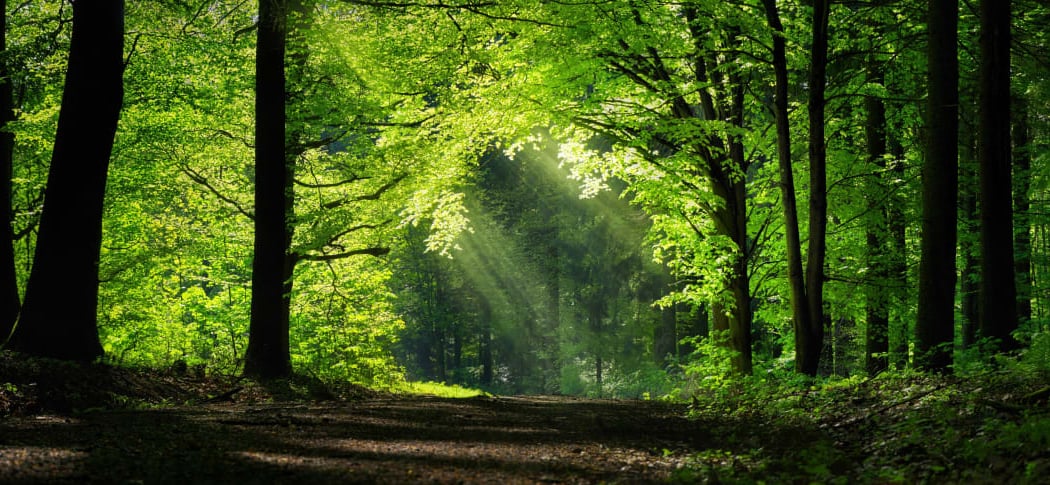 Foret des Yvelines 1