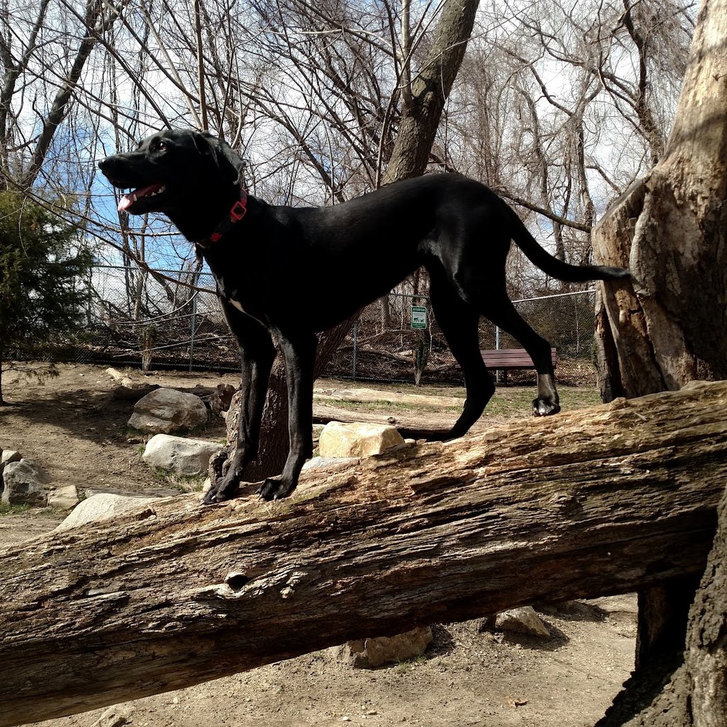 Glen Oaks Village Enchanted Forest Dog Park - Private 1
