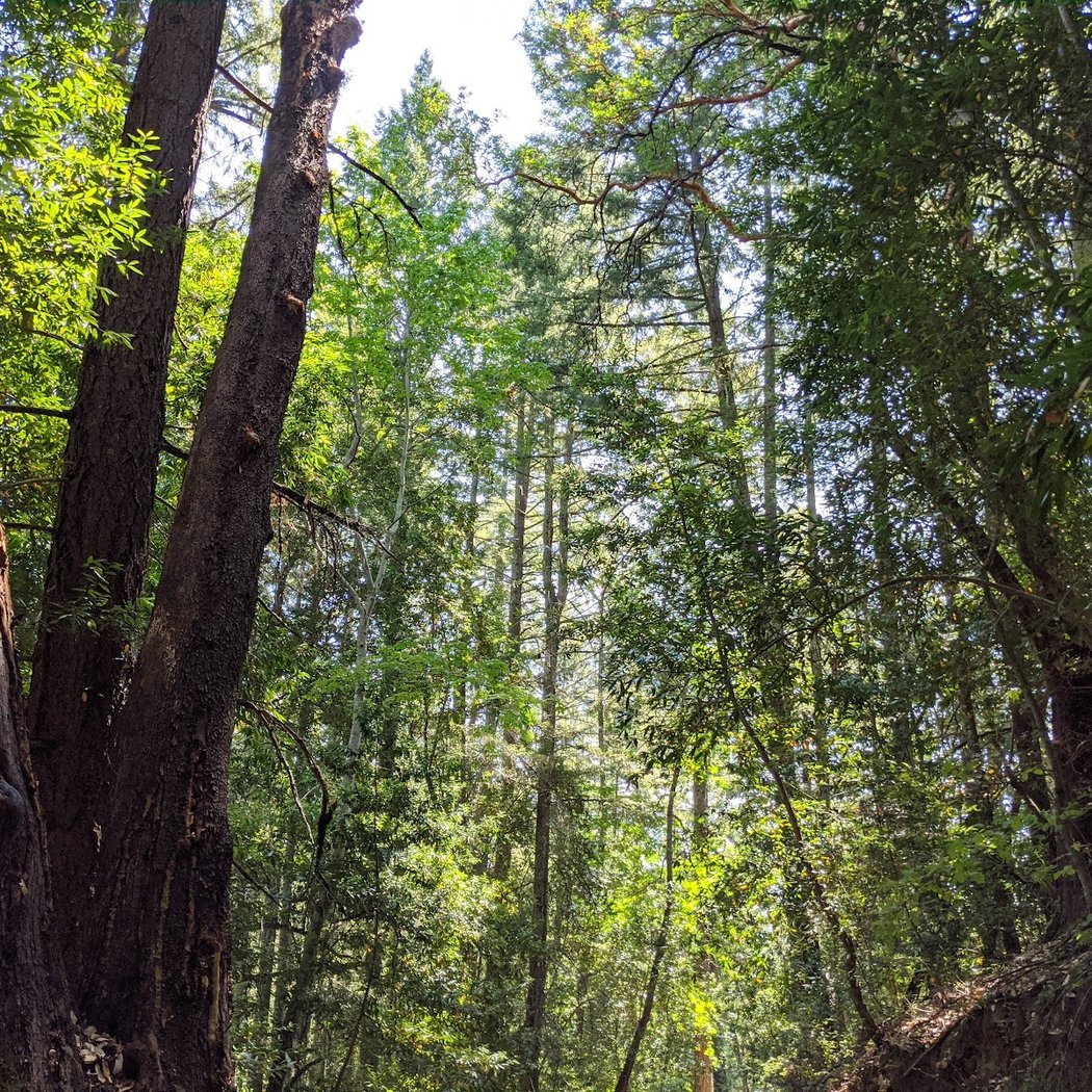 Grizzly Flat Trail 3