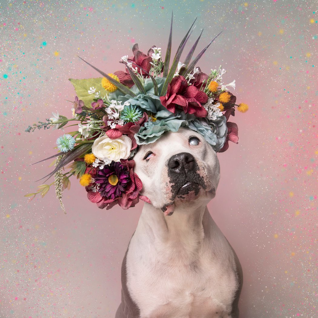 Pit Bull Flower Power 3