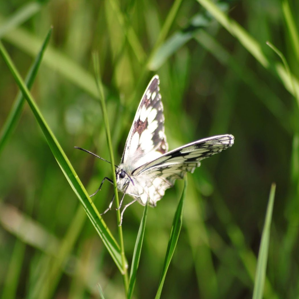 Sortie nature 1