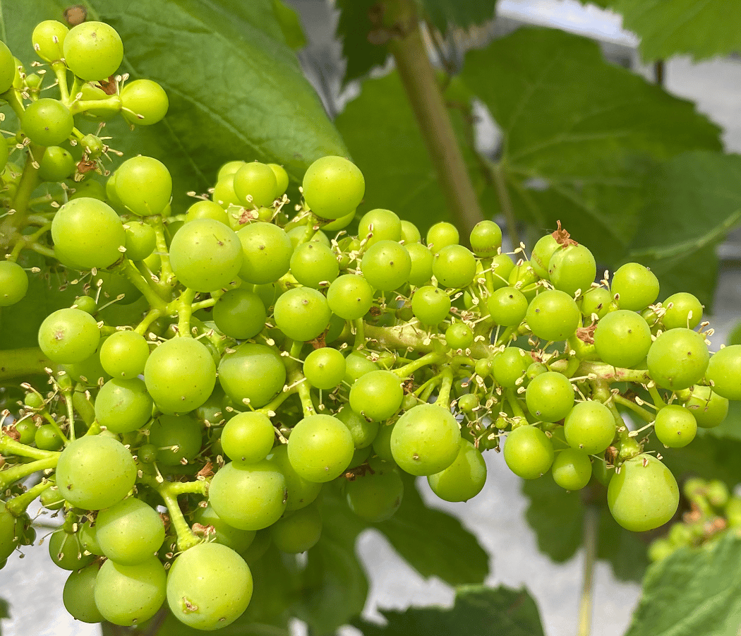 Woodside Vineyards 2
