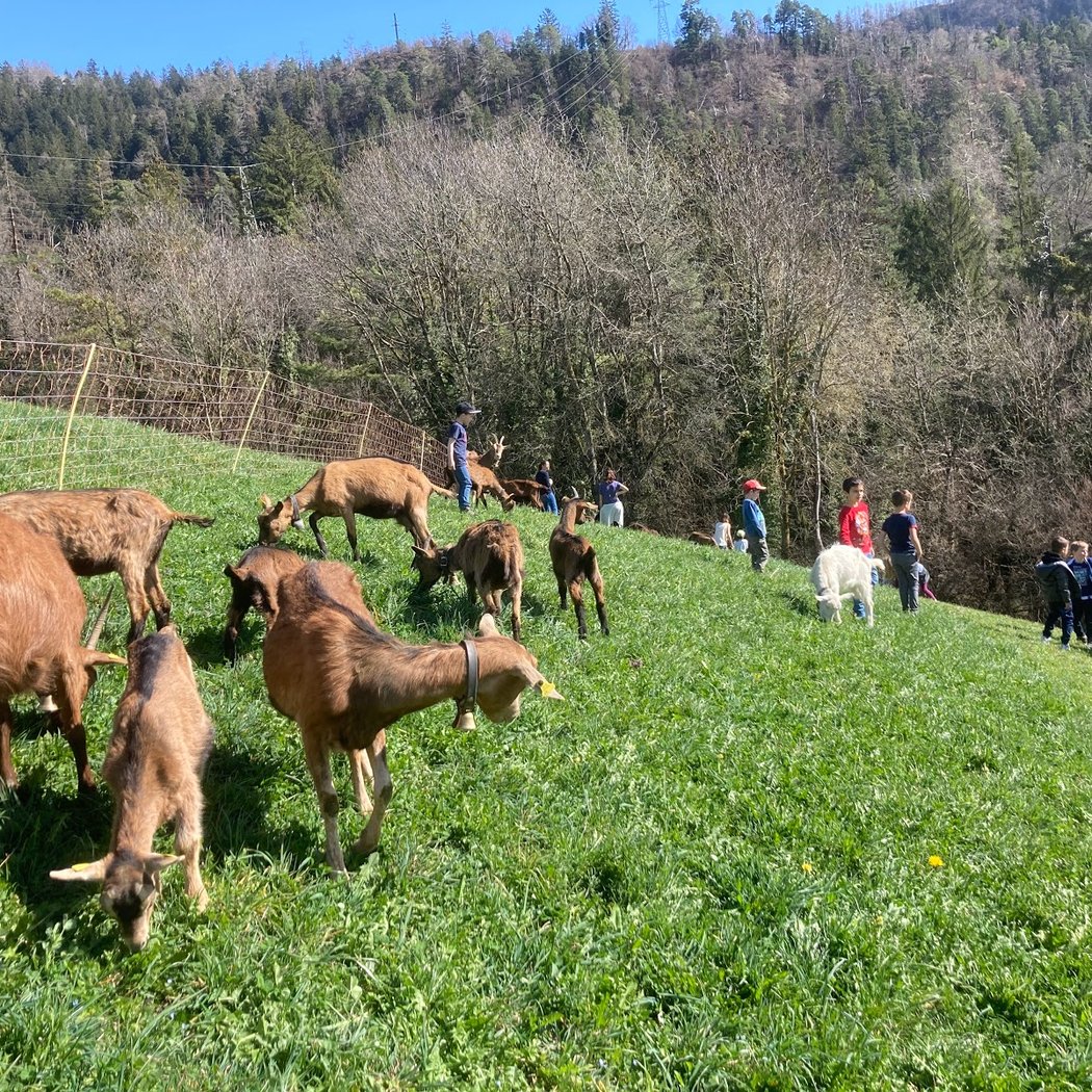 La chèvre pédagogique 1