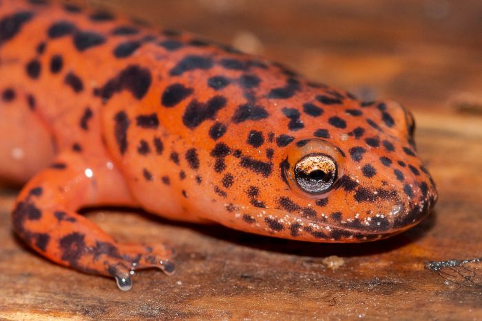 DinoBuddies Night Hike
