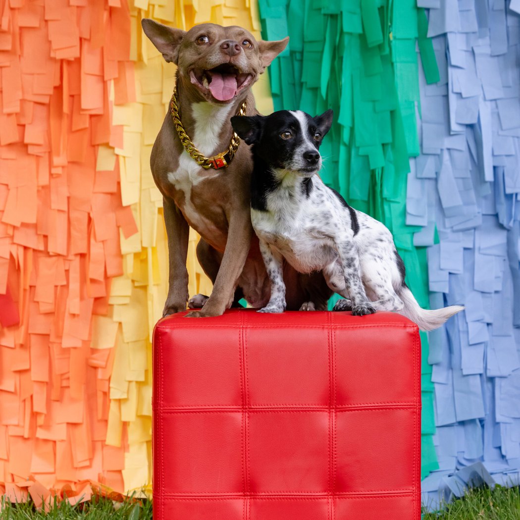 Beach Pawty Fundraiser for Companion Pets of Cleveland 2