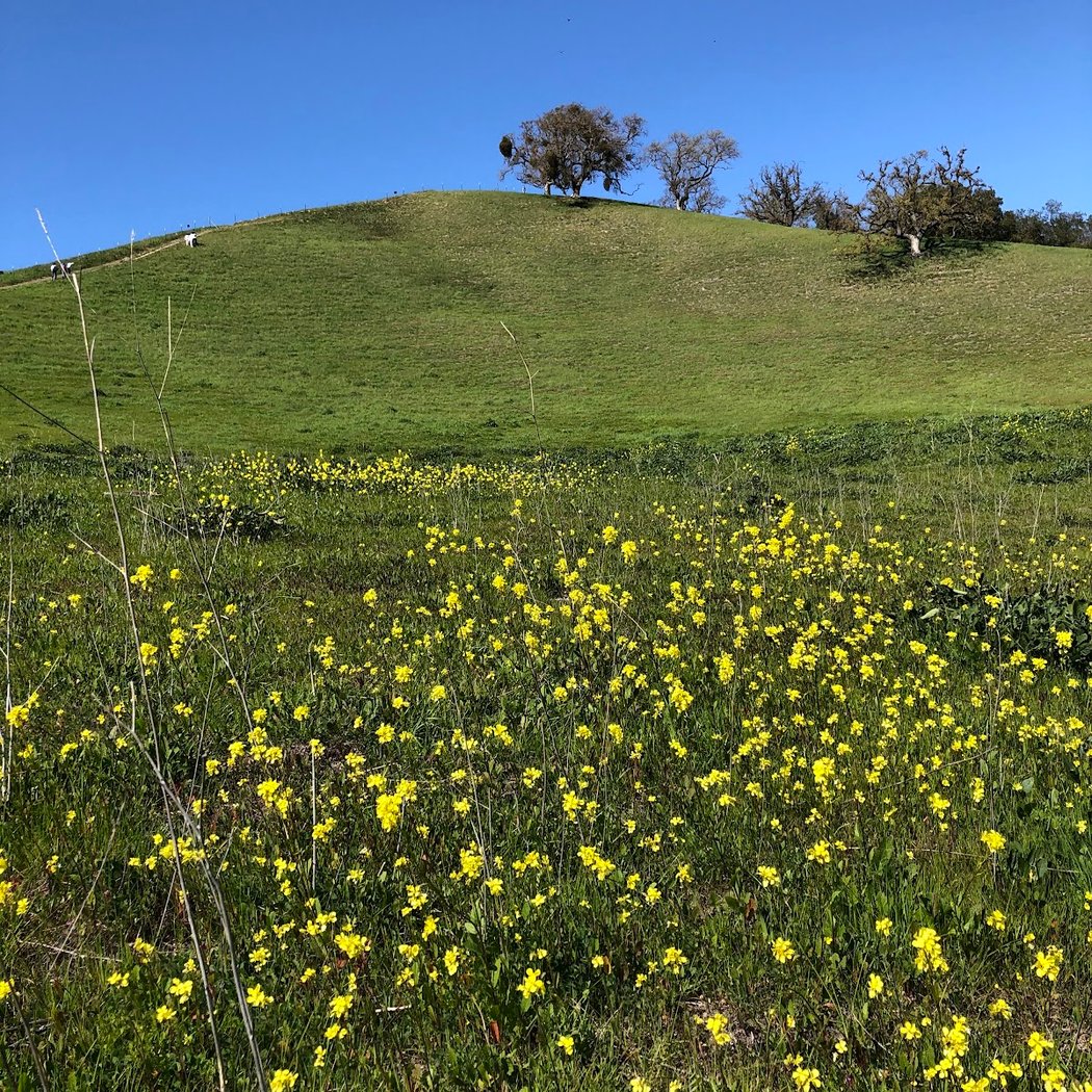 Sycamore Valley Open Space Preserve 3