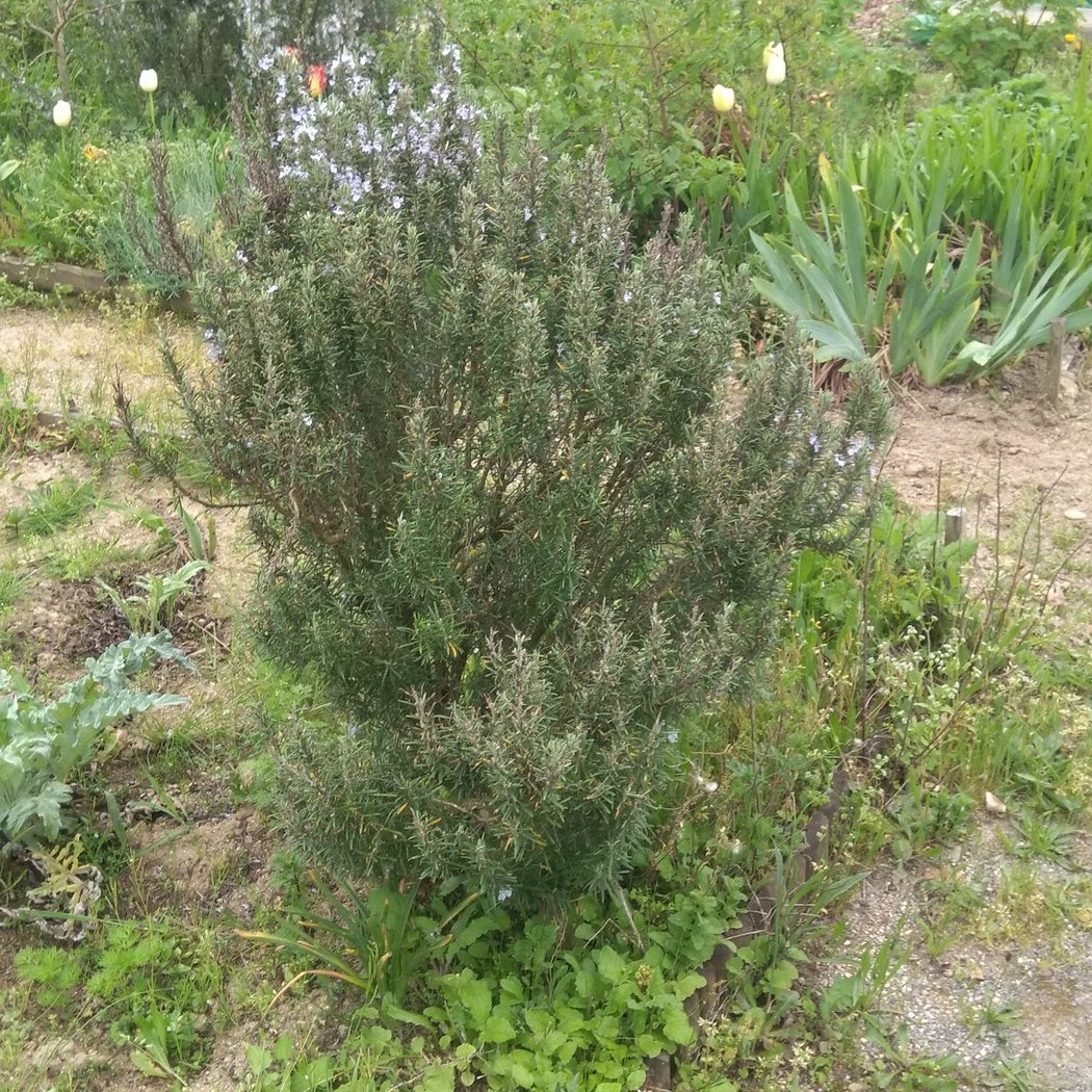 Jardins familiaux de La Rabotiere 3
