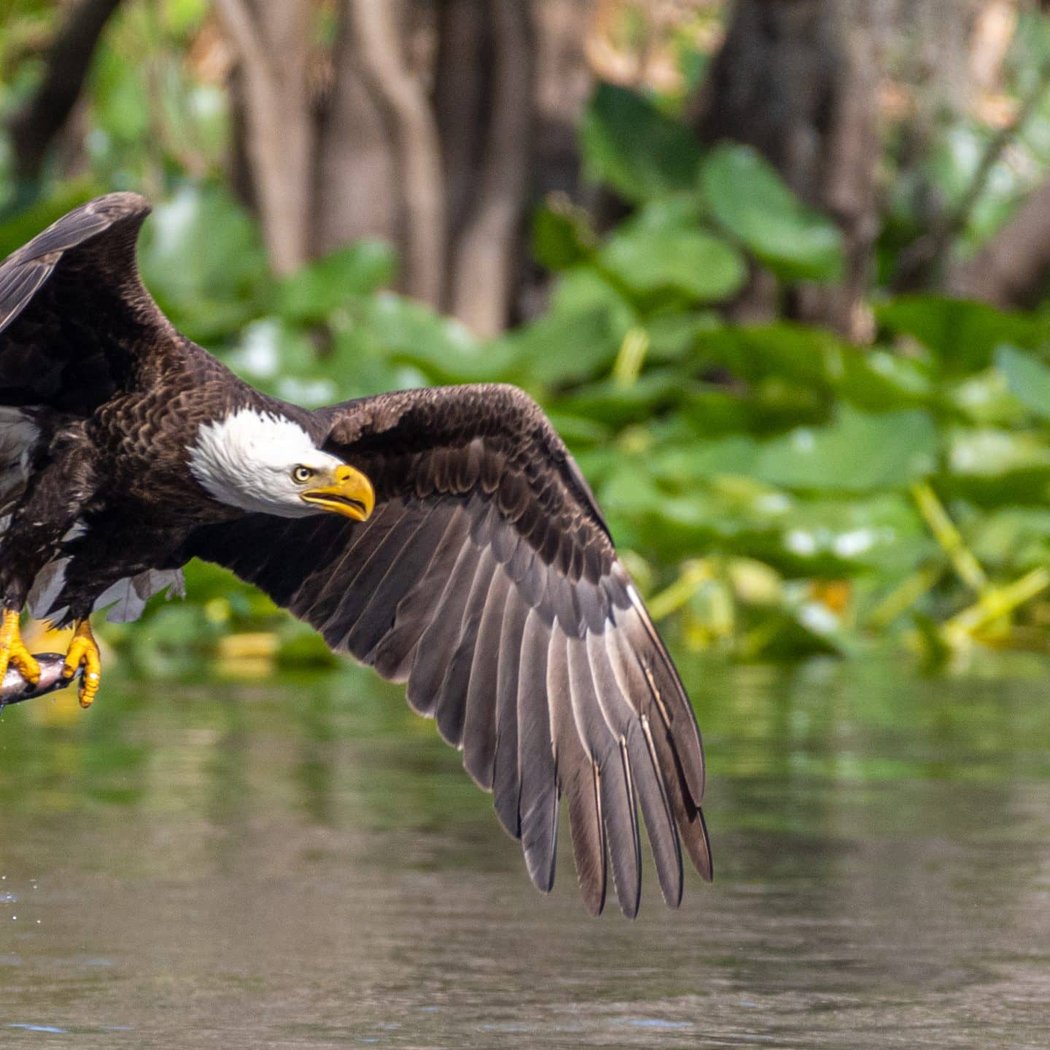 Teatown Hudson River EagleFest 1