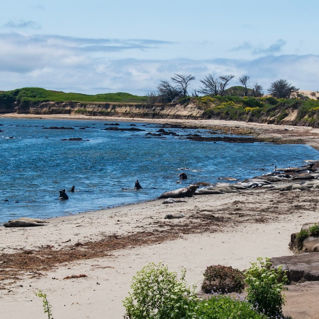 Elephant Seal Overlook 3