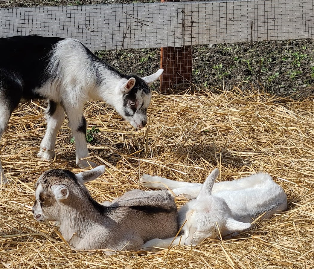 Baby Goat Tours 1