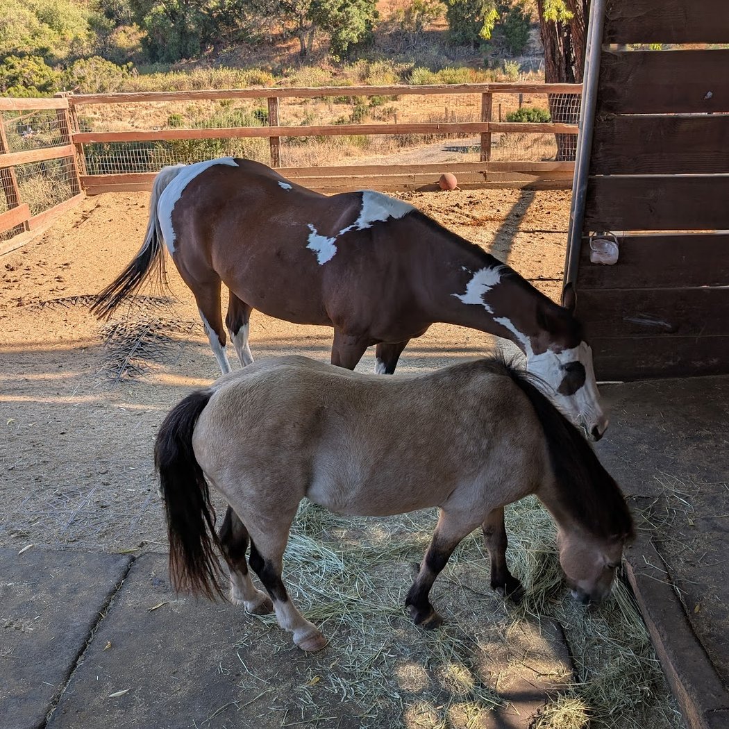 Regenerative Leadership: Taming Your Inner Critic with Horses 3
