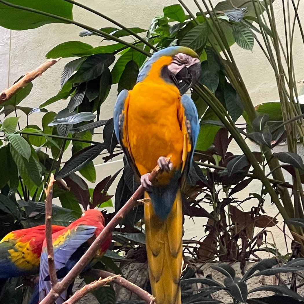 Montreal Biodome 4