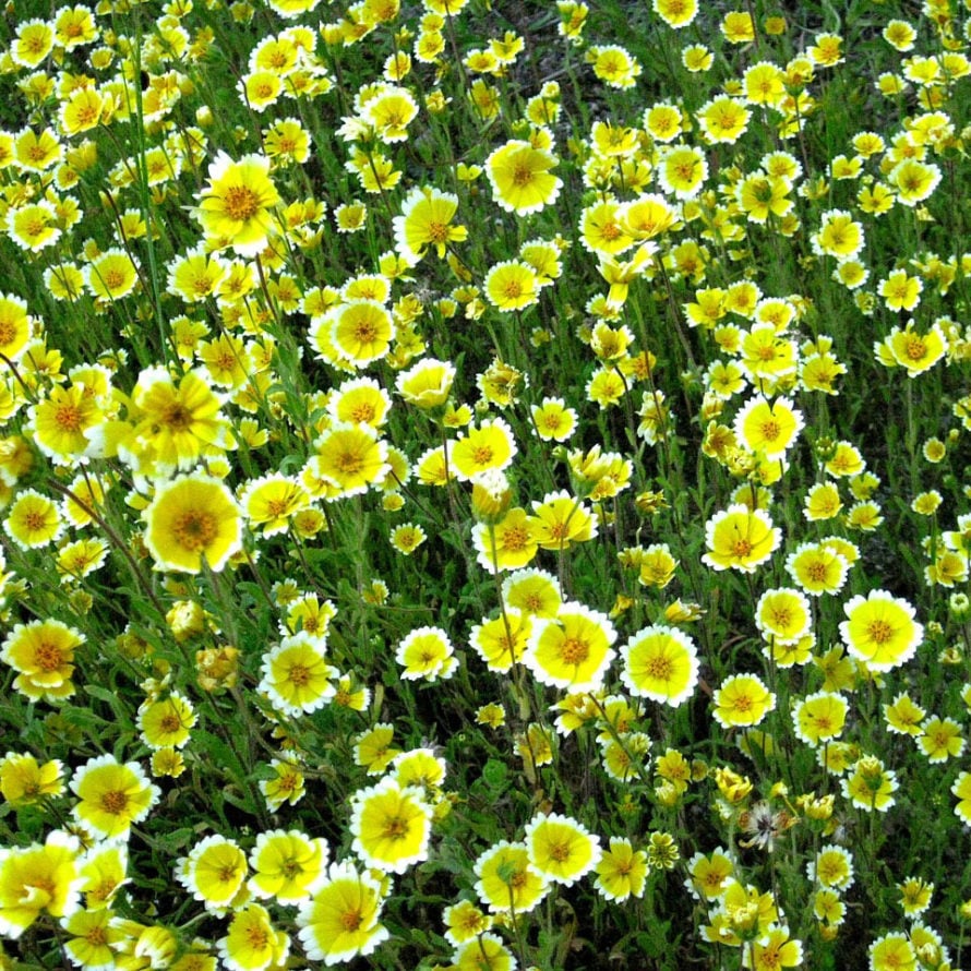 California Native Garden Design, Part 1 1