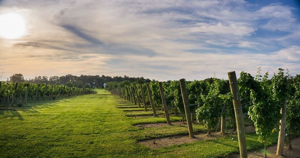 Beneduce Vineyards 2