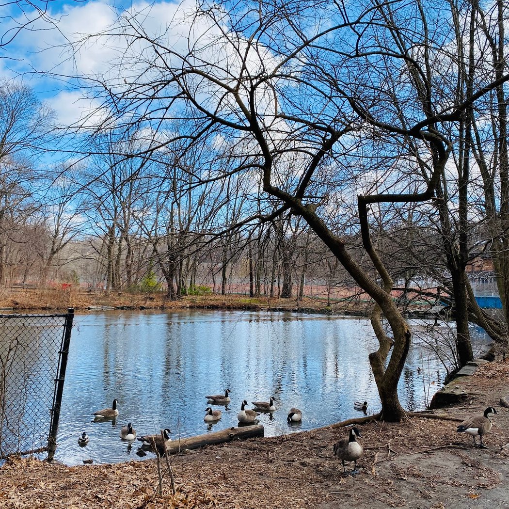 Birding with NYC Bird Alliance 2