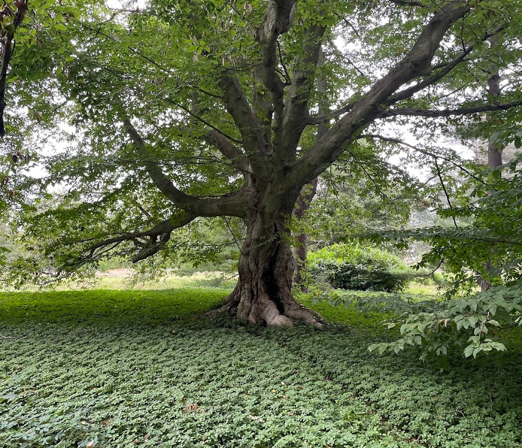 Stoneleigh: a natural garden 3