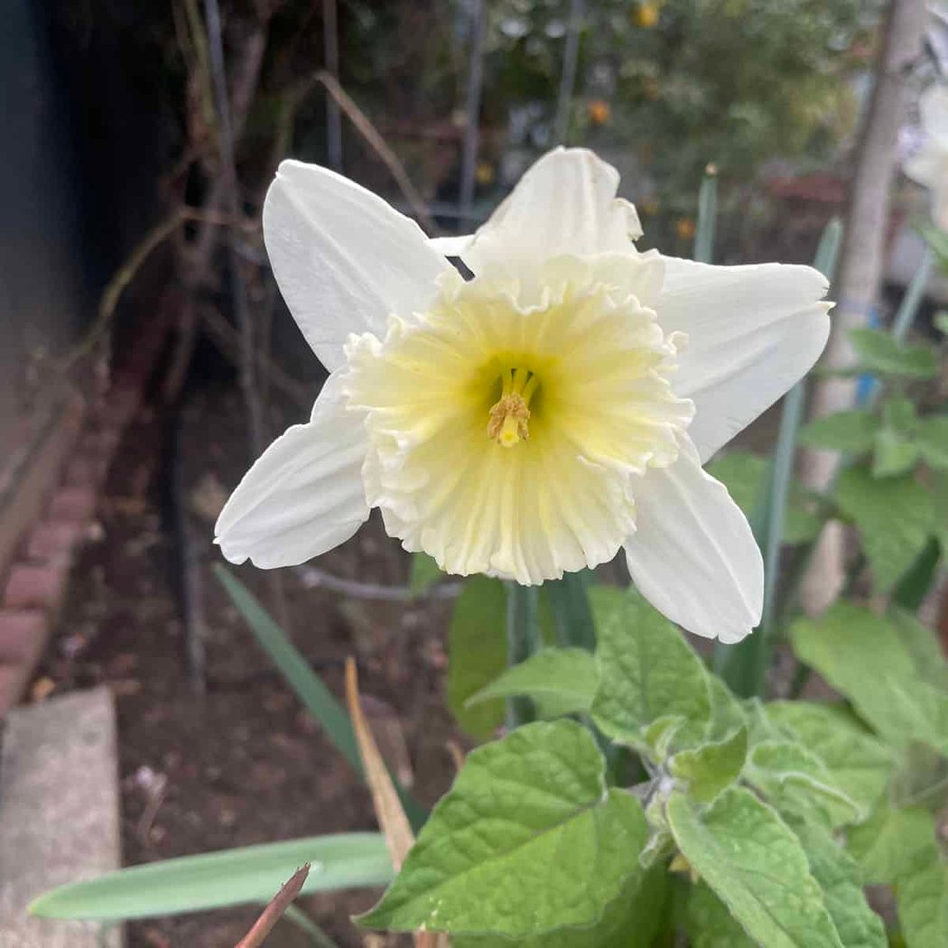 Queen Wilhelmina Garden 3