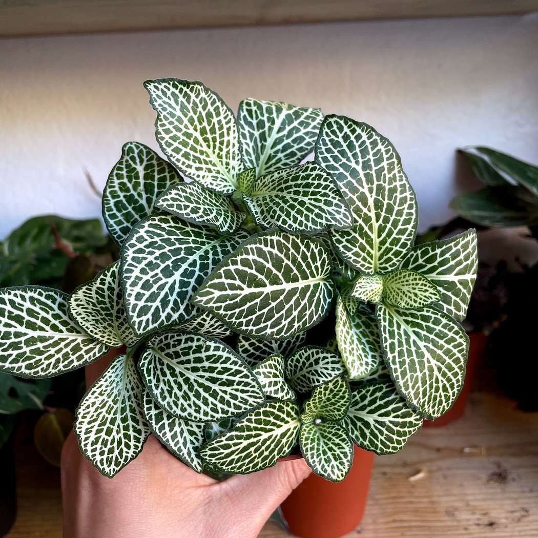 Memory Plants 1